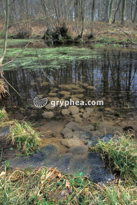 Pontes Grenouilles rousses - gryphea.org